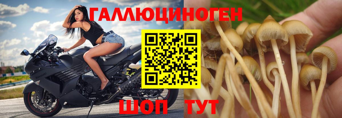 Похвистнево  Псилоцибиновые грибы Psilocybine cubensis  Вход с VPN  Псилоцибиновые грибы прущие грибы 